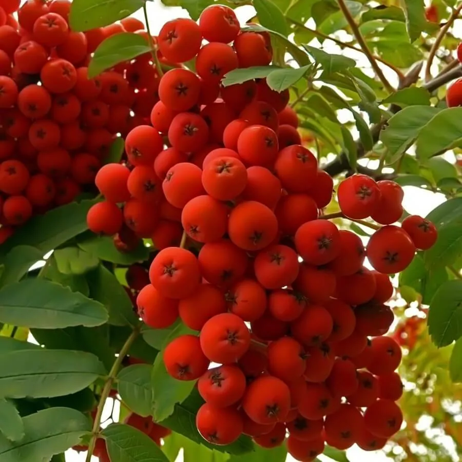 Алая Крупная