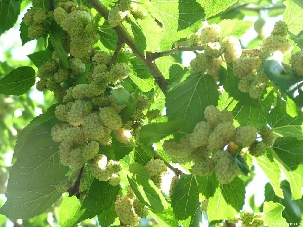 Белая нежность