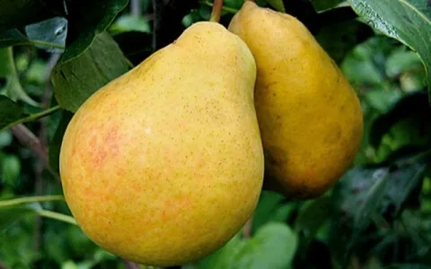 Бере лошицкая