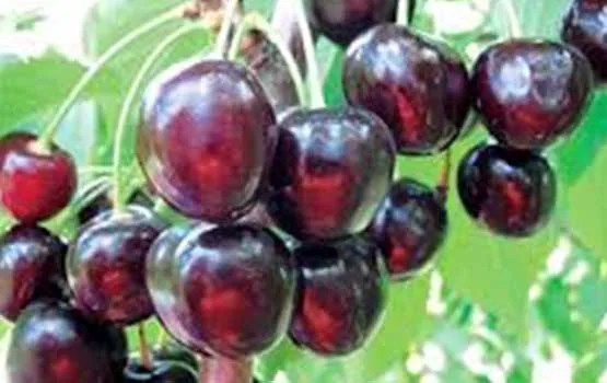 Чёрная млиевская