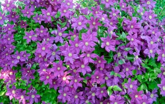 Фиолетовая звезда (Etoile Violette)