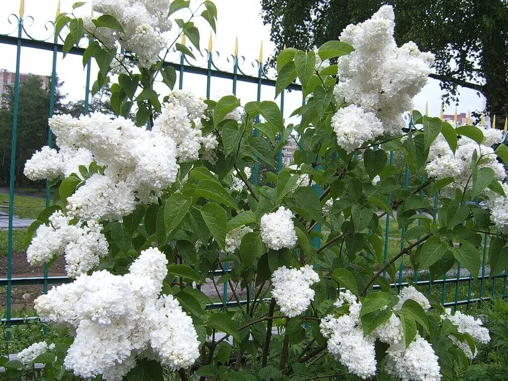 Флора