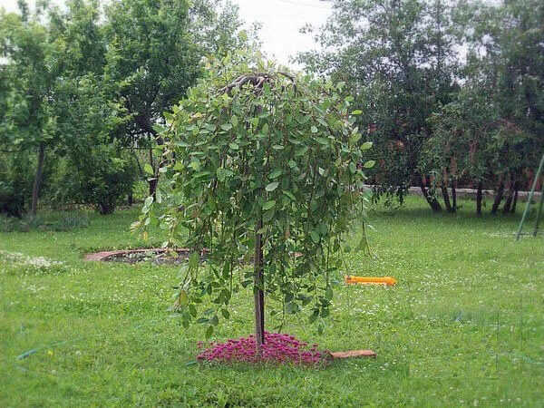 Ива козья “Килмарнок”