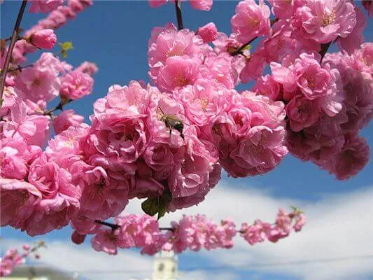 Канзан