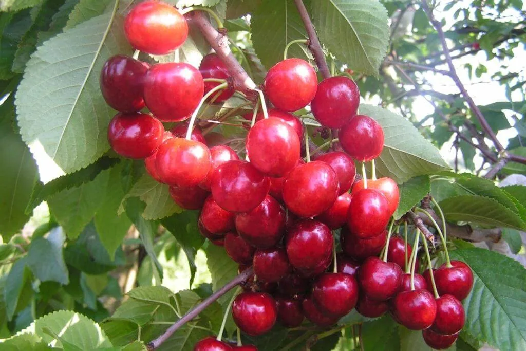 Минчанка