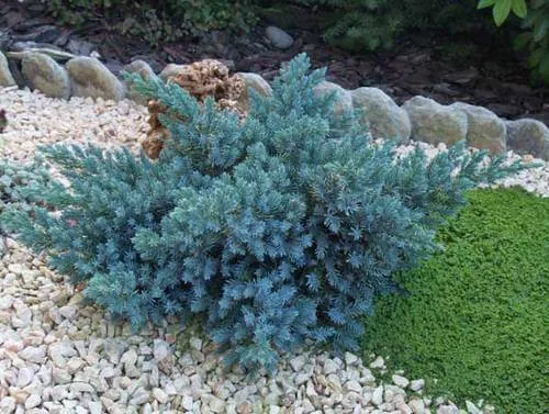 Можжевельник чешуйчатый Блю Стар (Blue Star)