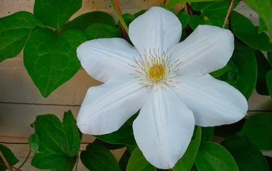 Титания (Titania)