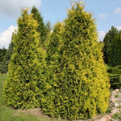 Туя западная Ауреоспиката (Aureospicata)