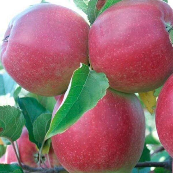 Сорт яблони Пепин Шафранный – описание, фото